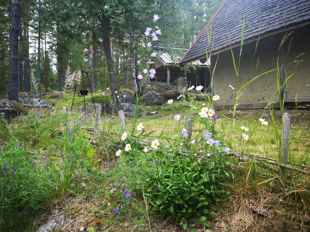 Blåklockor och prästkragar som växer framför långhuset.